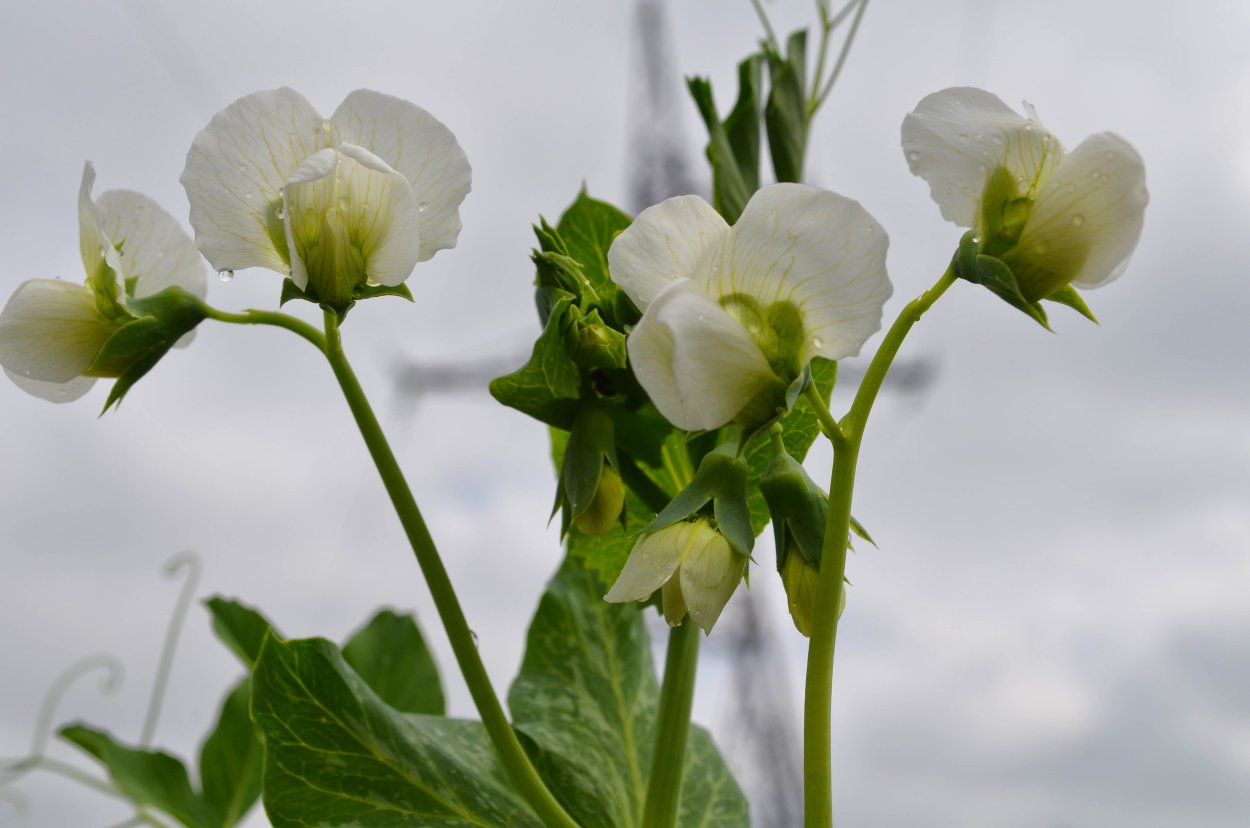 Растения с разными типами соцветий