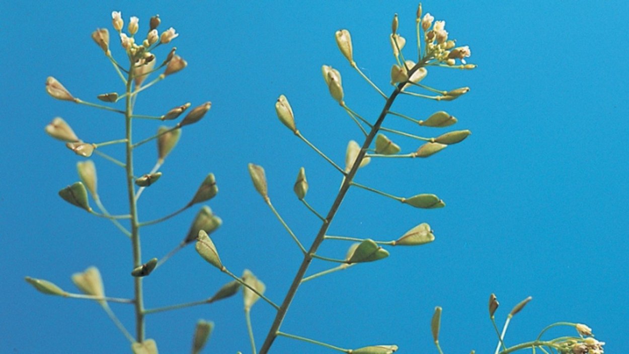 Соцветия монохазий дихазий