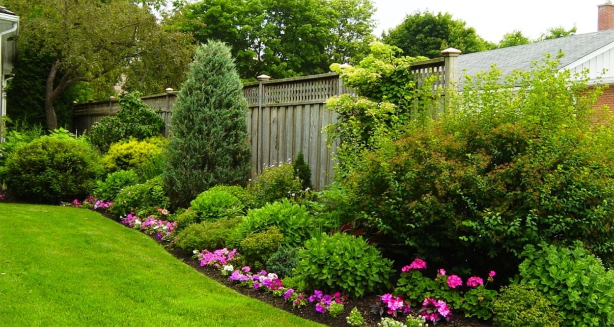 Цветник Барбарис туя роза почвопокровная