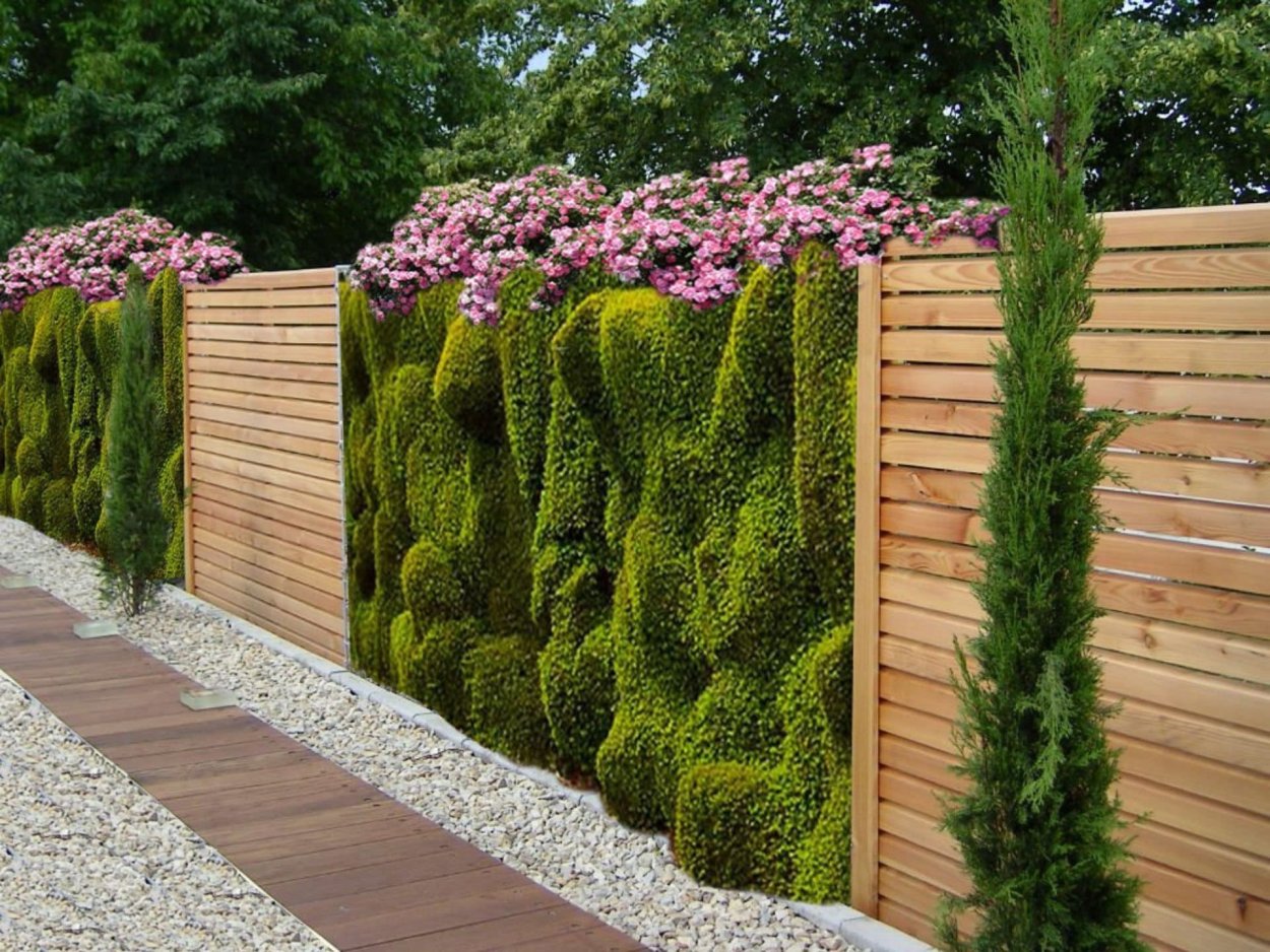 Гортензия Лаймлайт изгородь