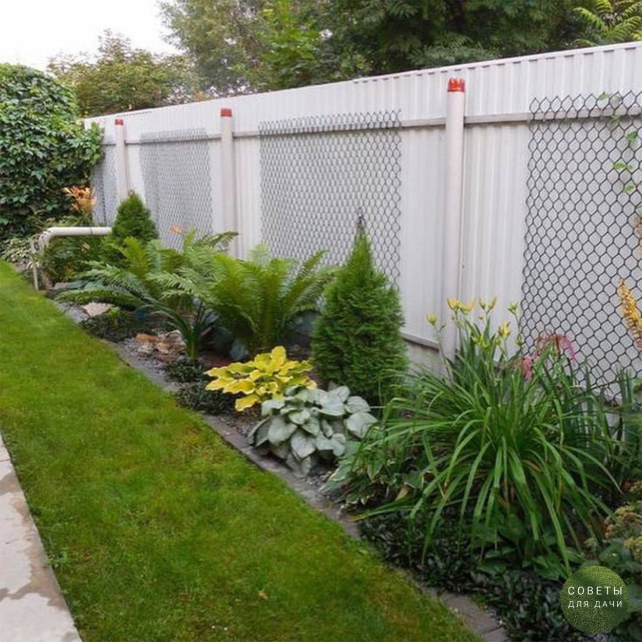 Рабатка Тунберга однолетник