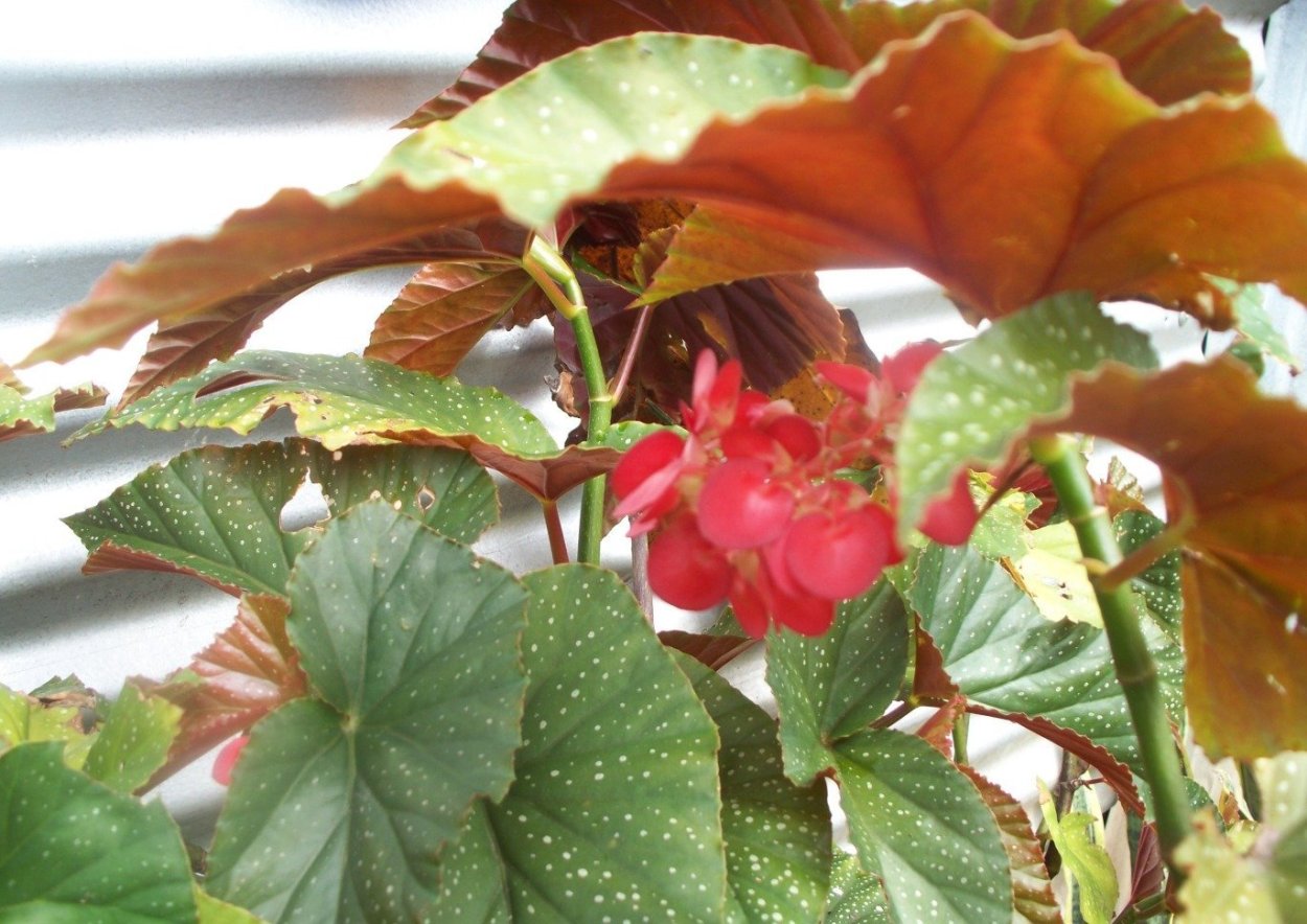 Бегония corallina Lucerna