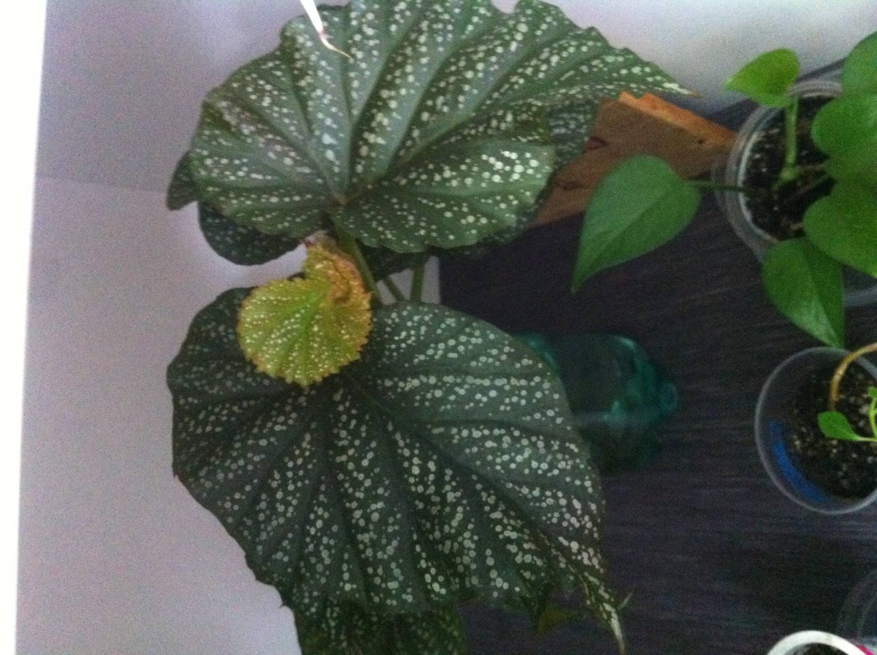 Бегония Арабиан Сансет