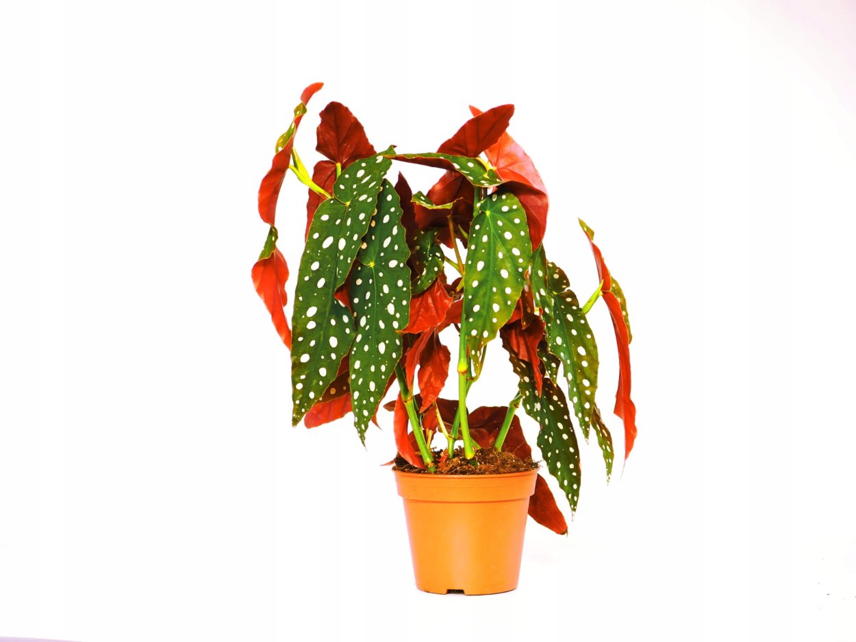 Бегония коралловая купить