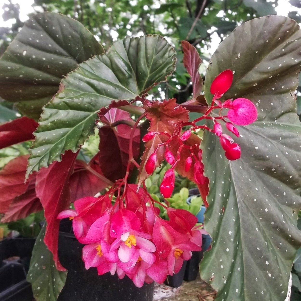 Бегония коралловая (Begonia corallina)