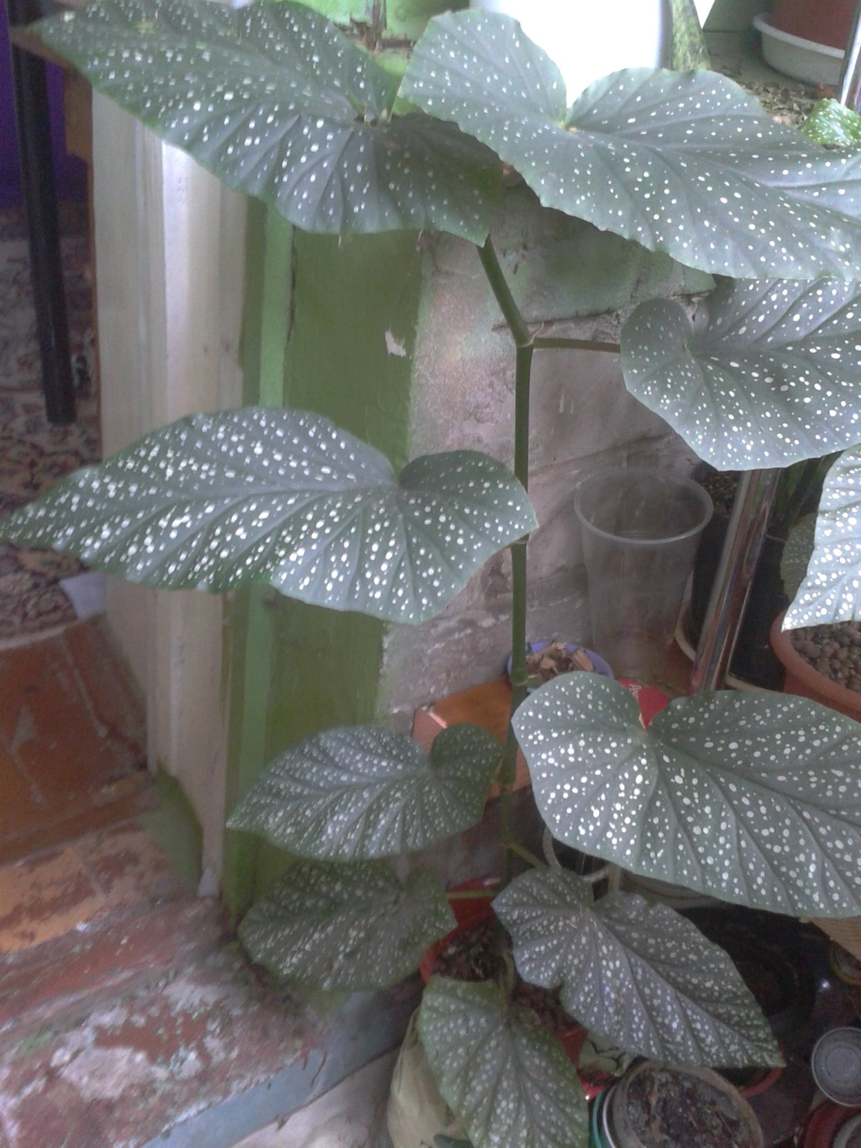 Бегония Cracklin Rosie