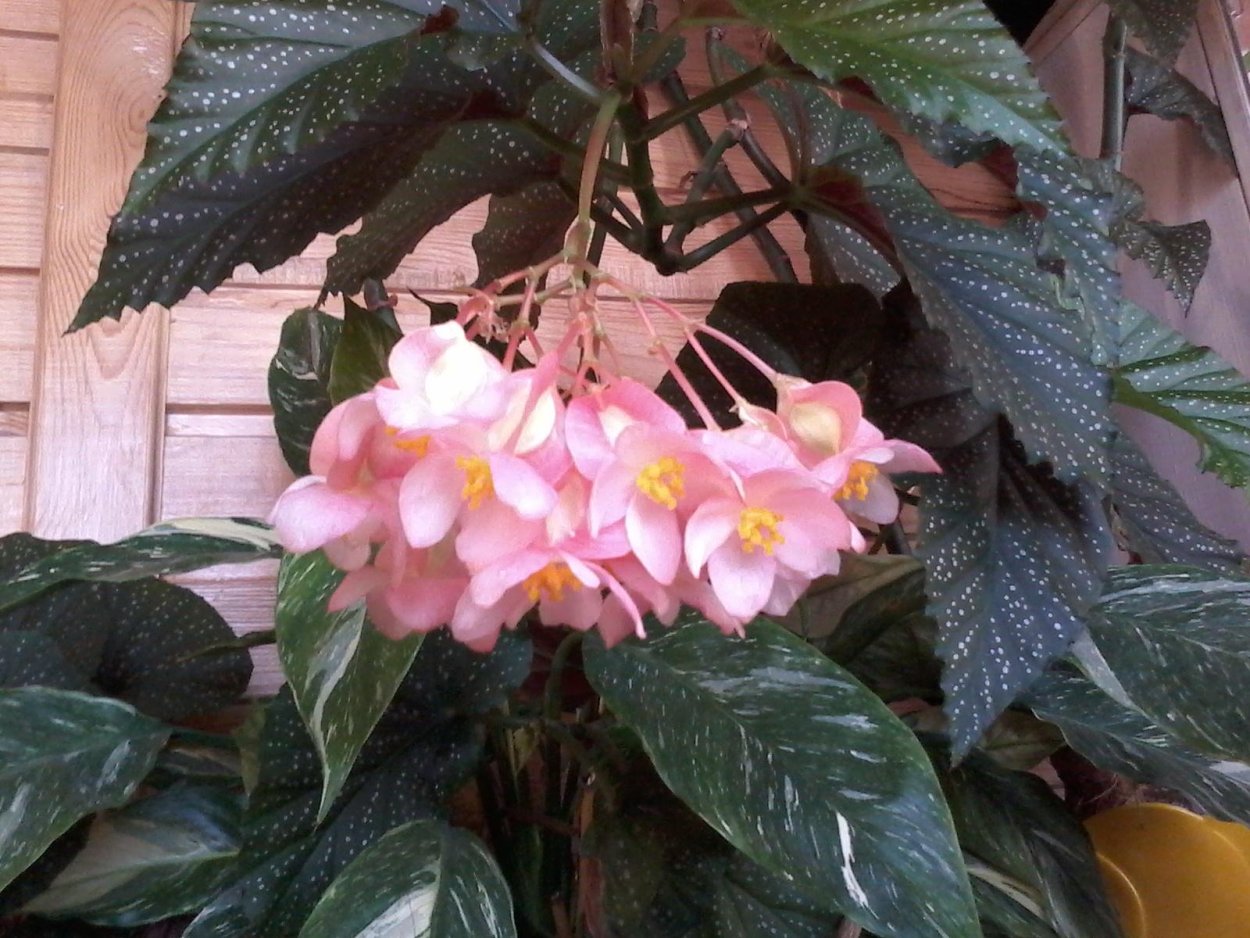 Бегония Королевская коралловая