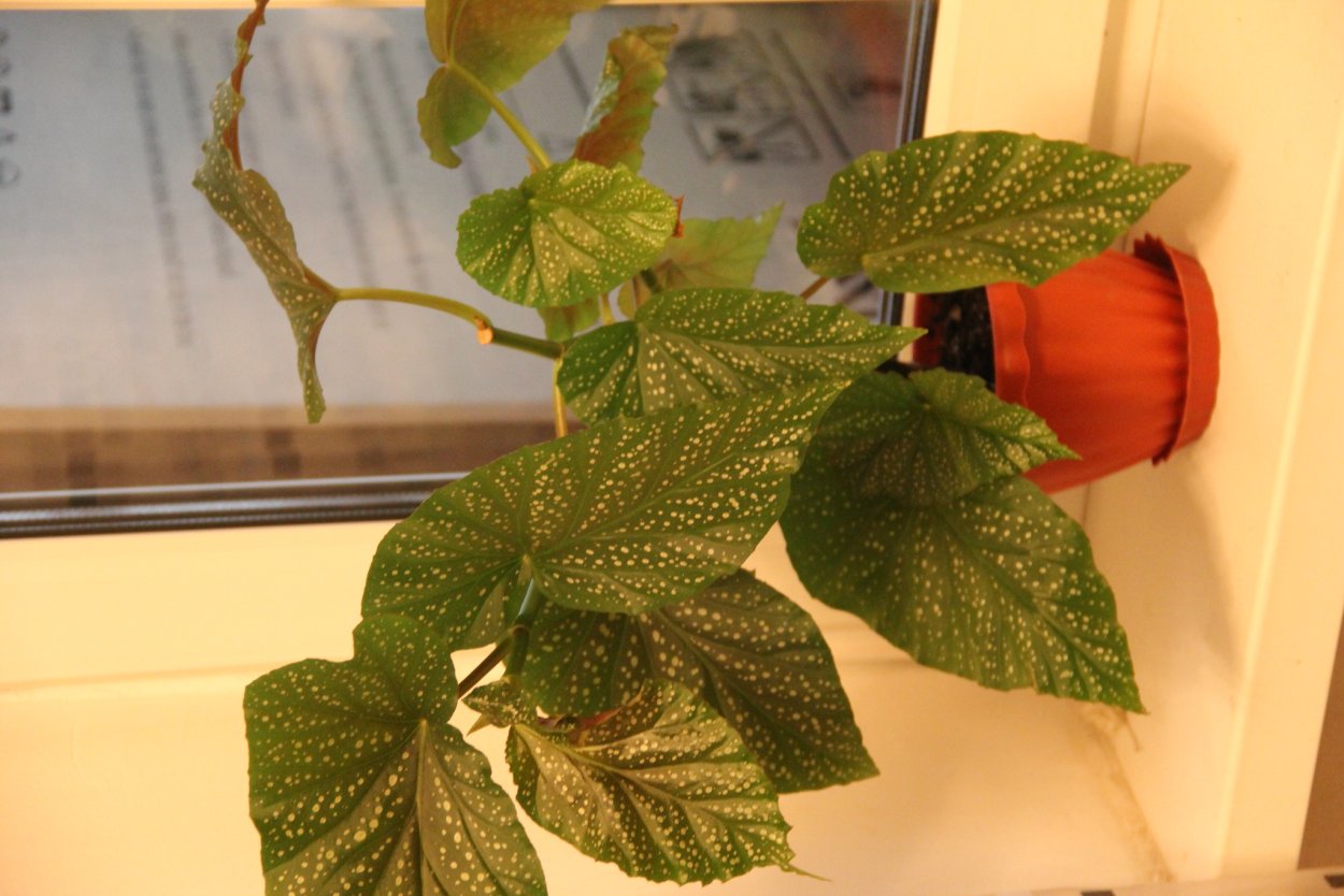 Begonia 4910 коралловый