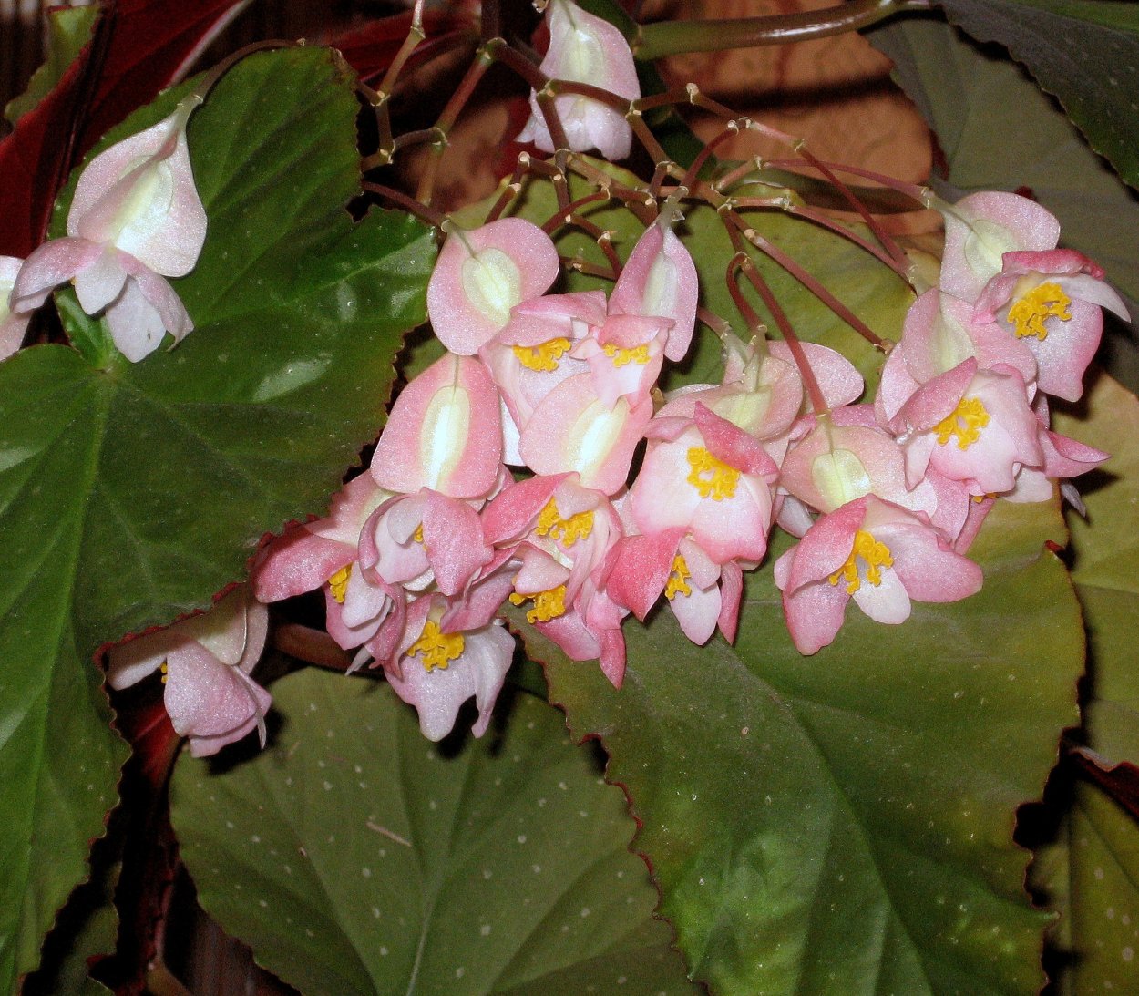 Бегония Арабиан Сансет