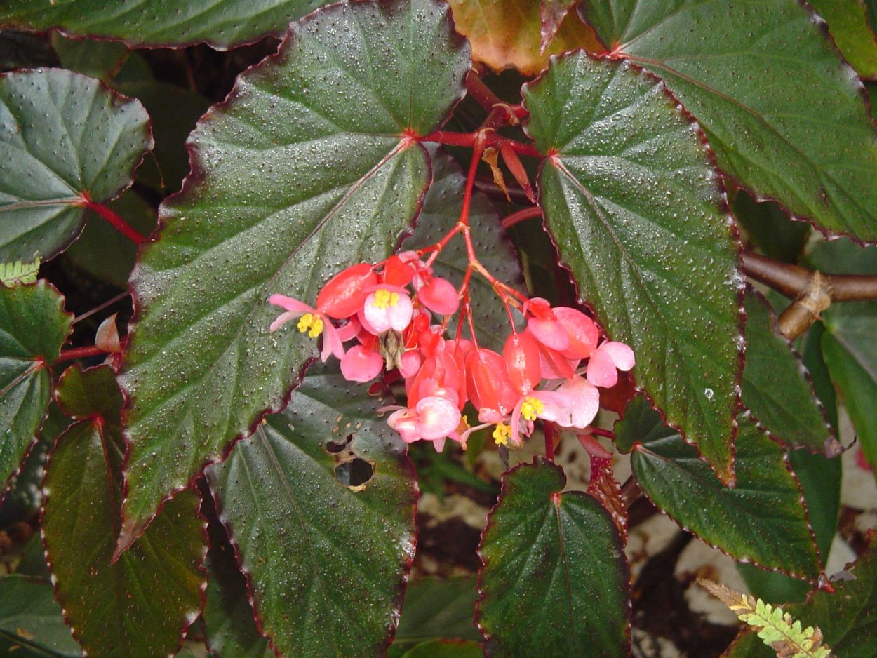 Бегония ампельная Голден Бэлкони
