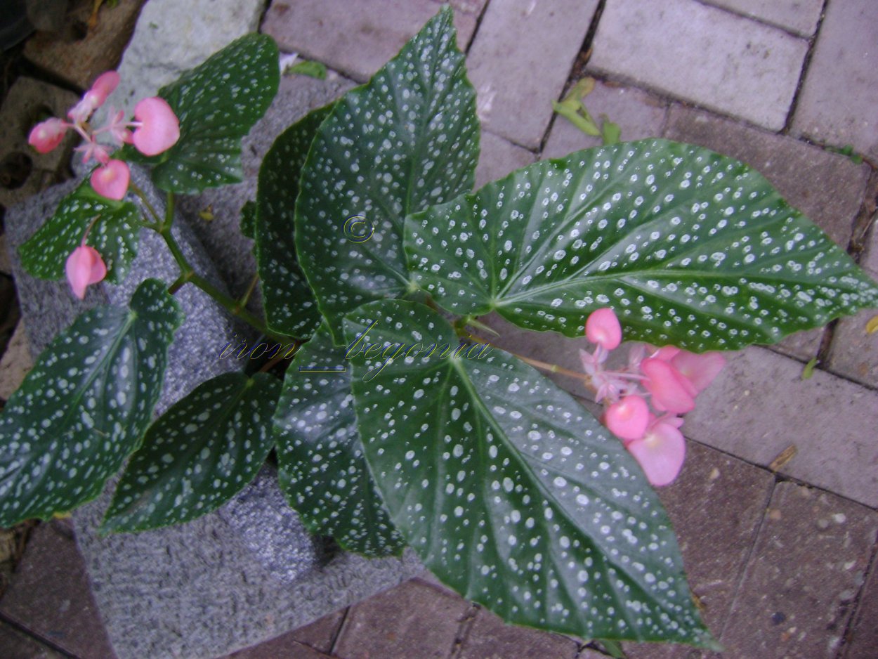 Бегония рекс макулата