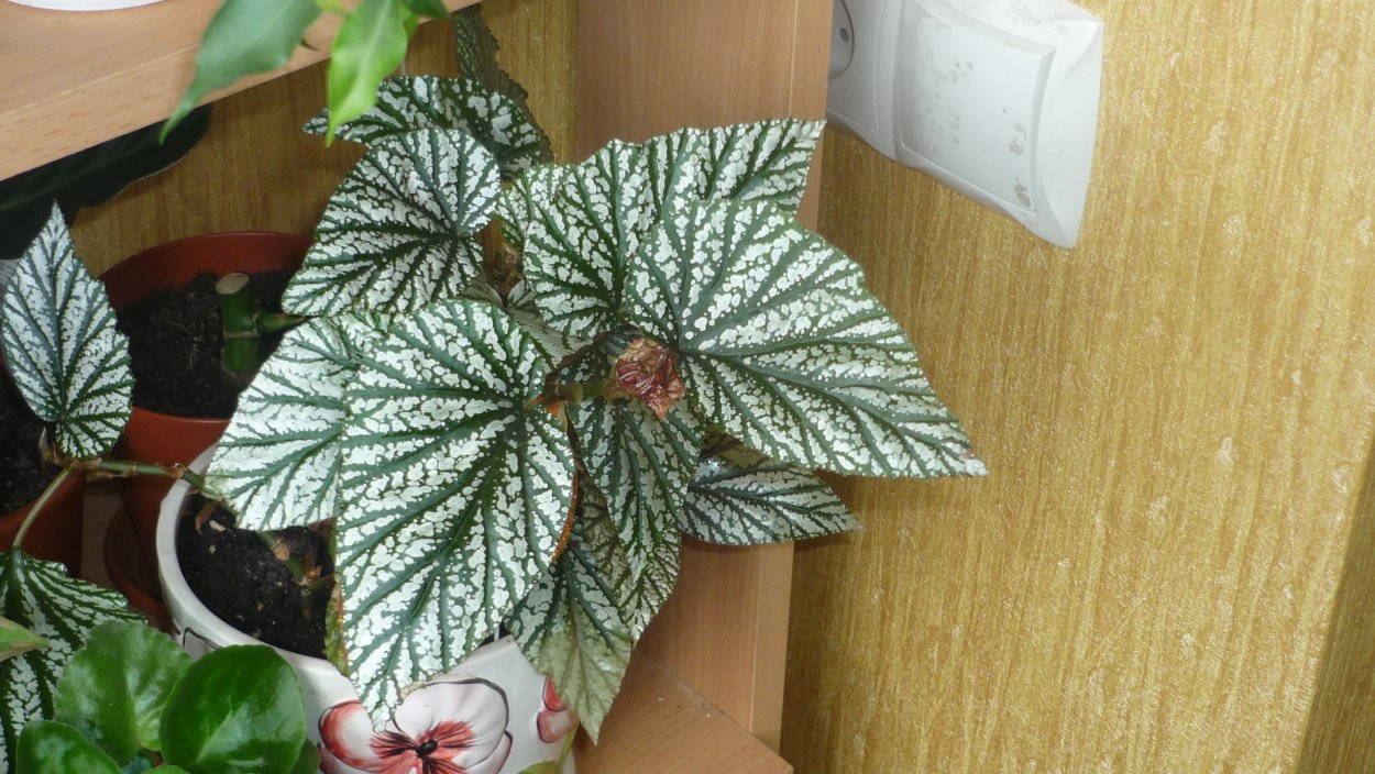 Бегония коралловая зеленая