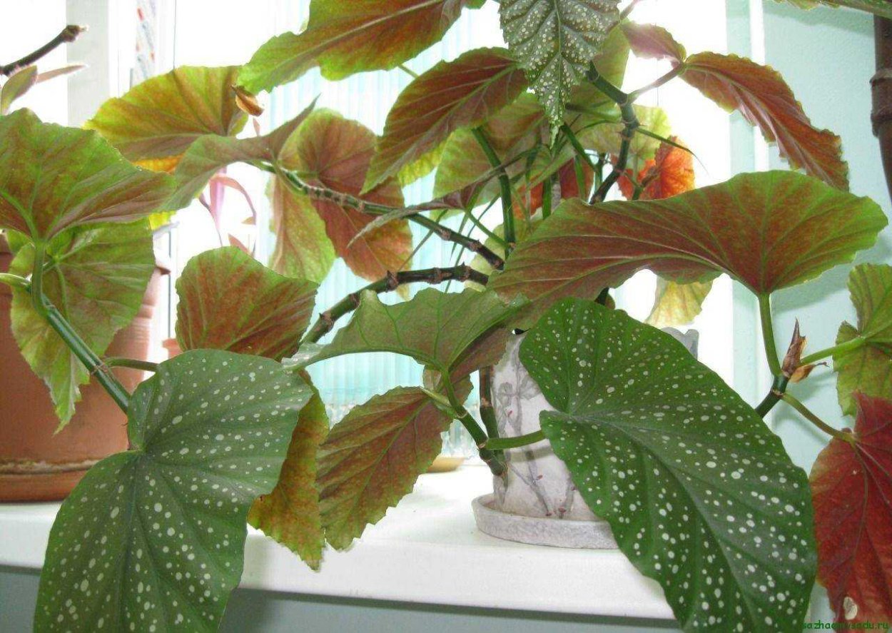 Бегония коралловая