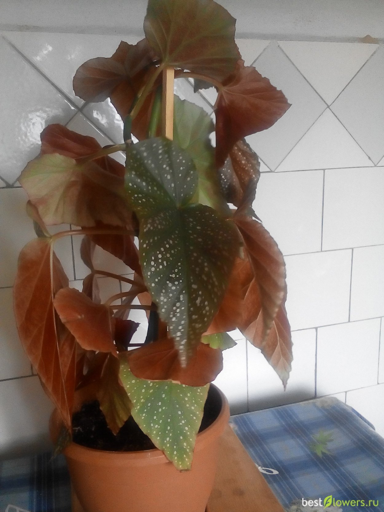 Бегония макулата Тамайя