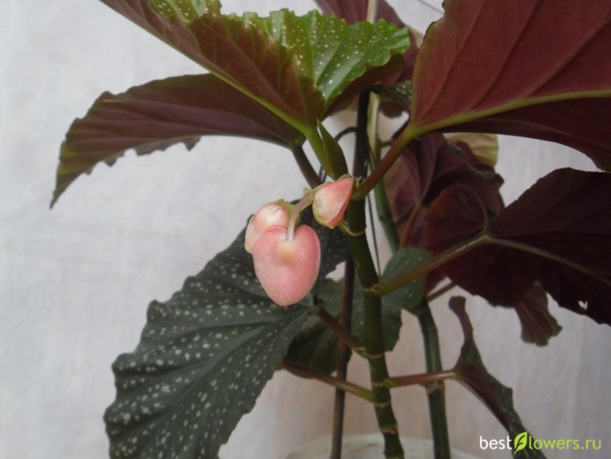 Бегония коралловая