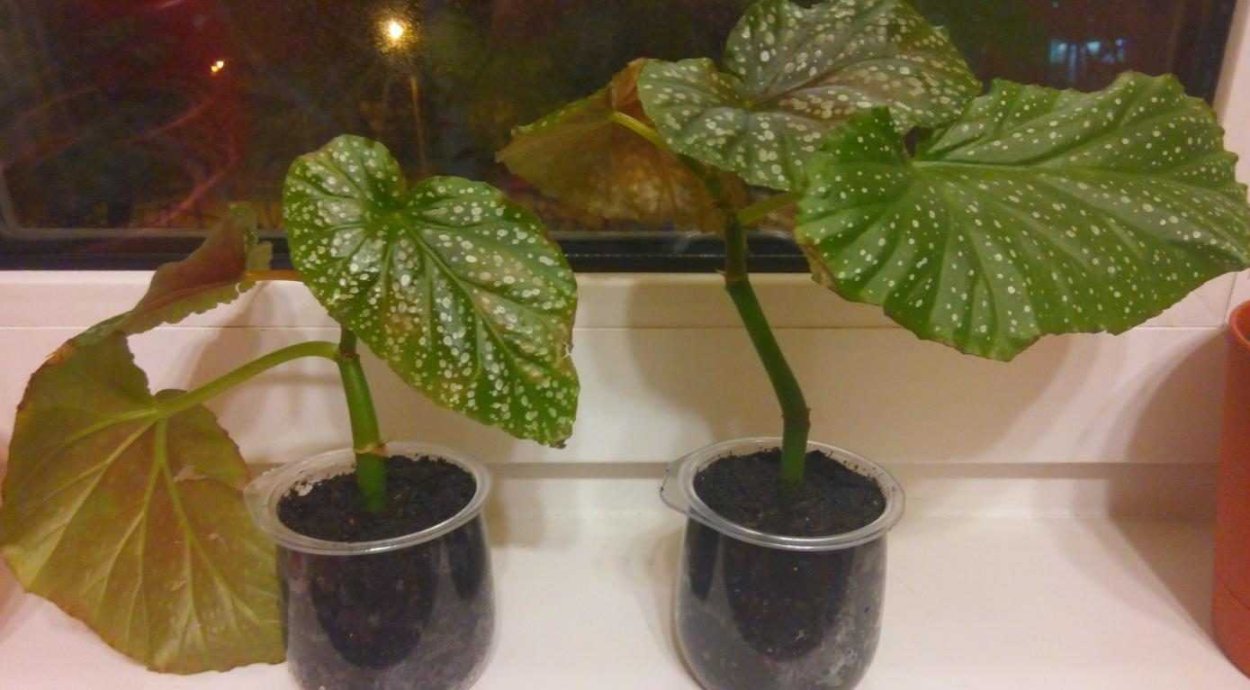 Бегония Кейн Bachiensis