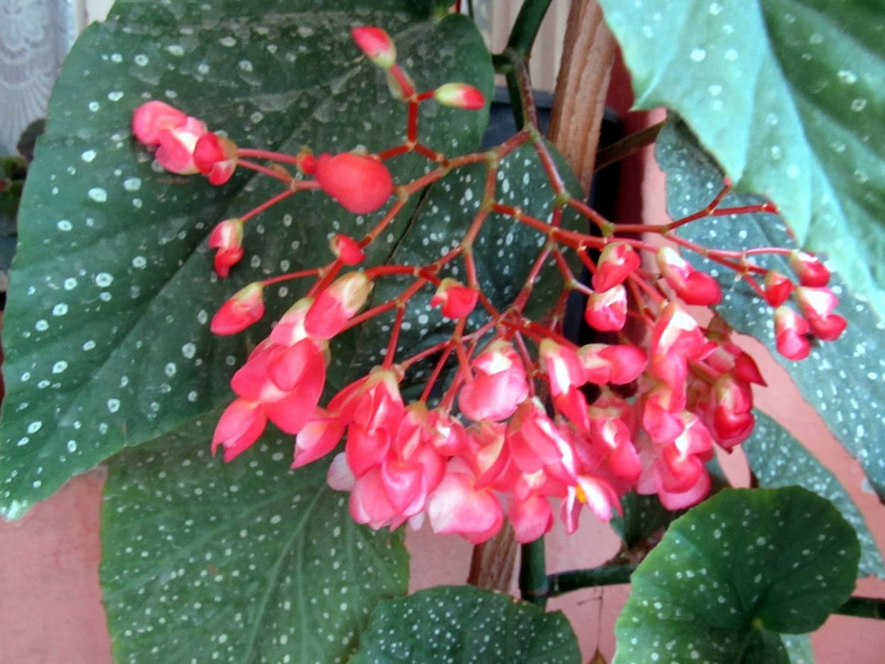 Бегония коралловая Королевская крапчатая