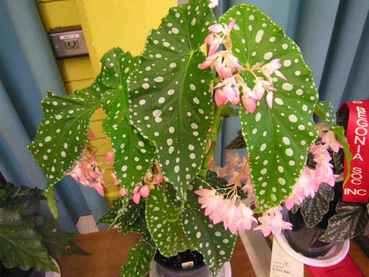 Бегония Flamingo Queen