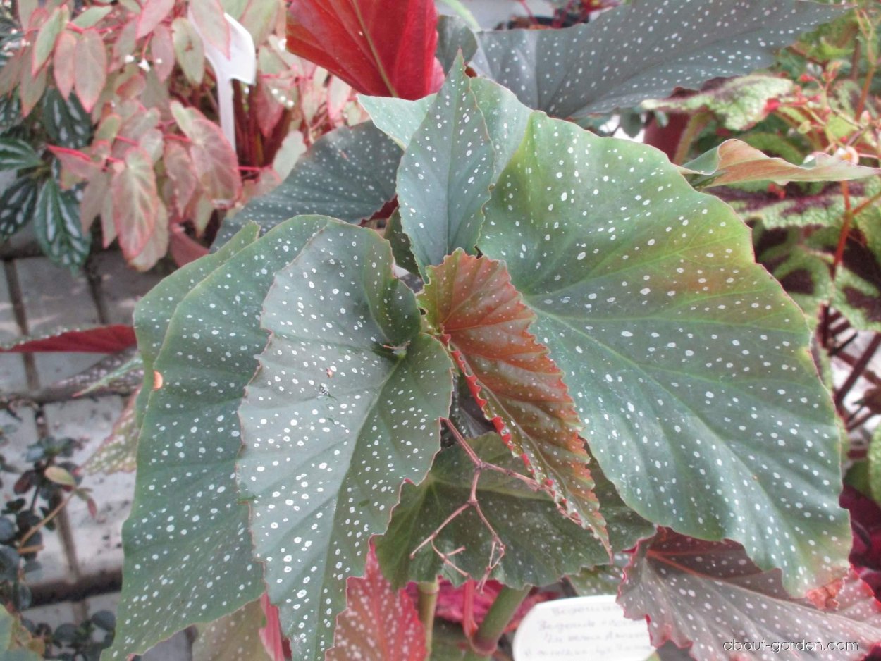 Бегония крапчатая коралловая