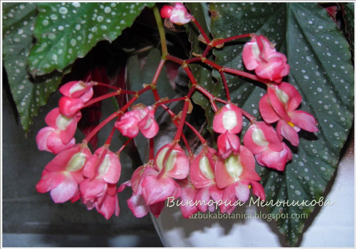 Бегония Королевская коралловая