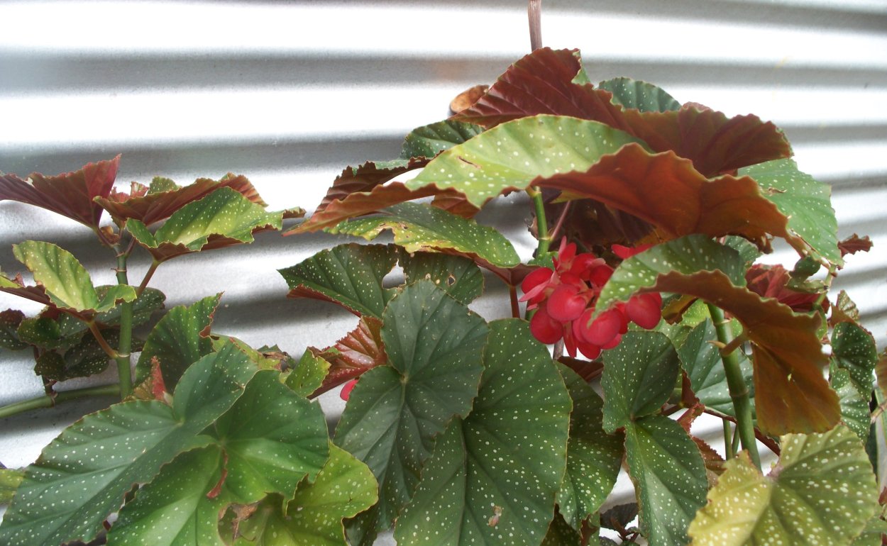 Бегония коралловая