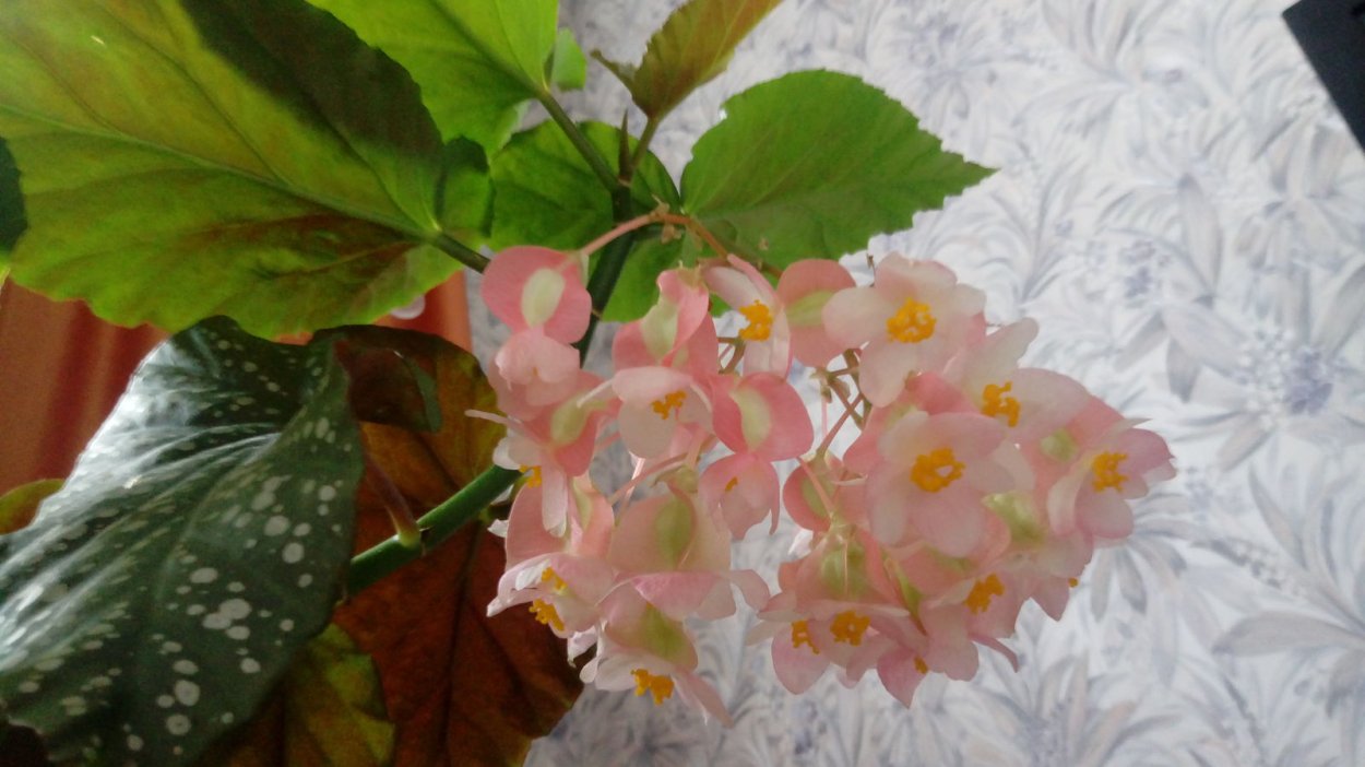 Бегония коралловая кустовая