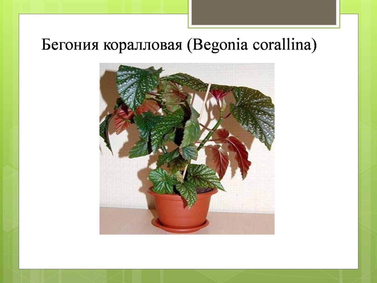 Бегония коралловая стебель