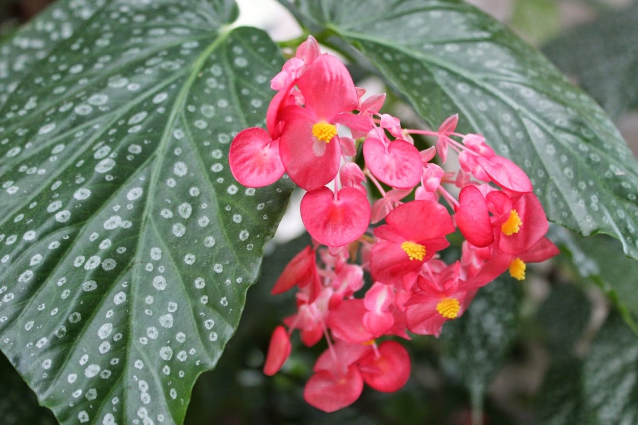 Бегония коралловая (Begonia corallina)