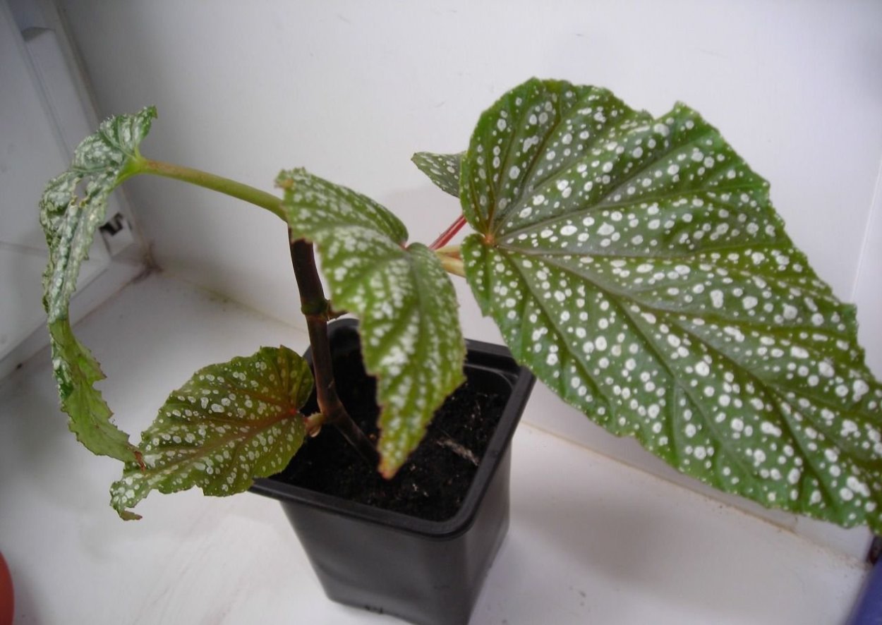 Бегония коралловая болезни