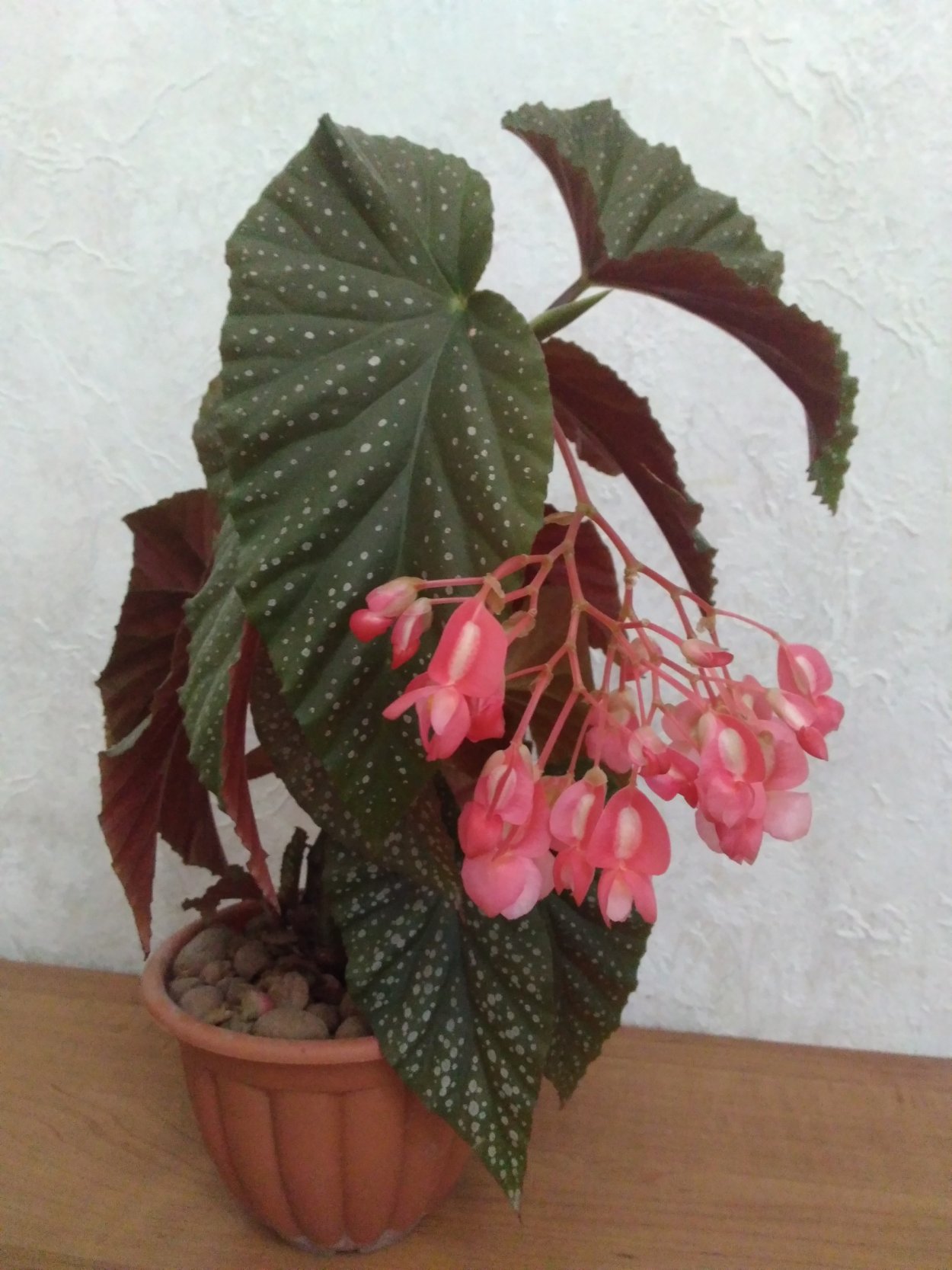 Бегония люцерна