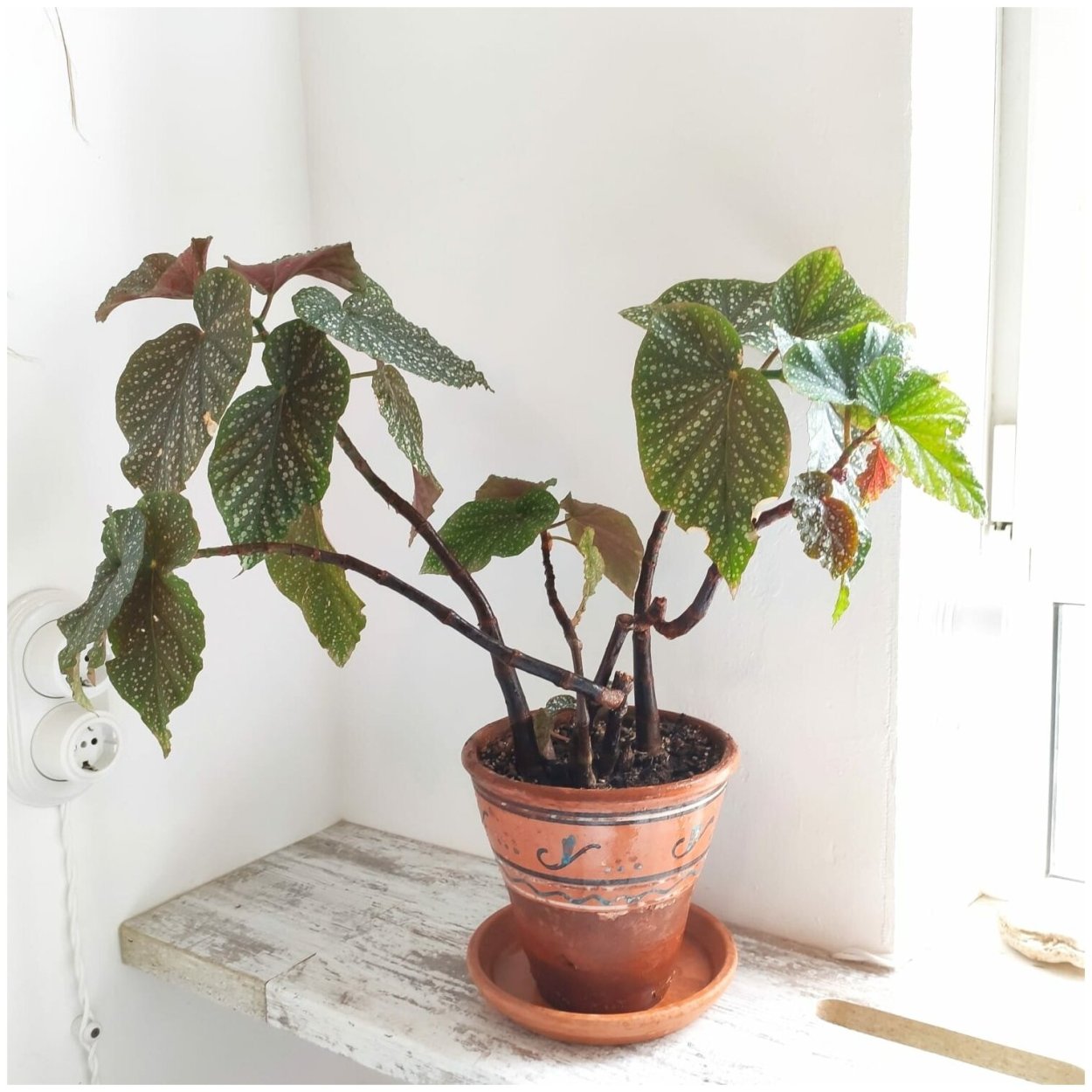 Бегония коралловая