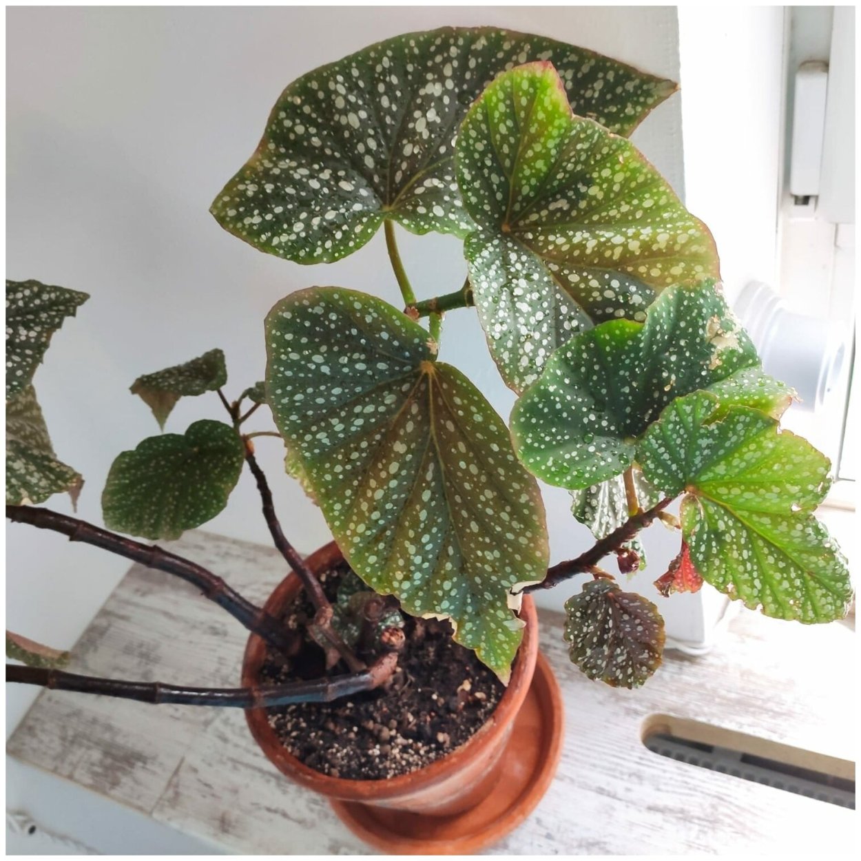 Begonia Ginny Galaxy