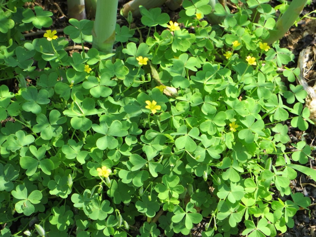 Желтый Клевер растение