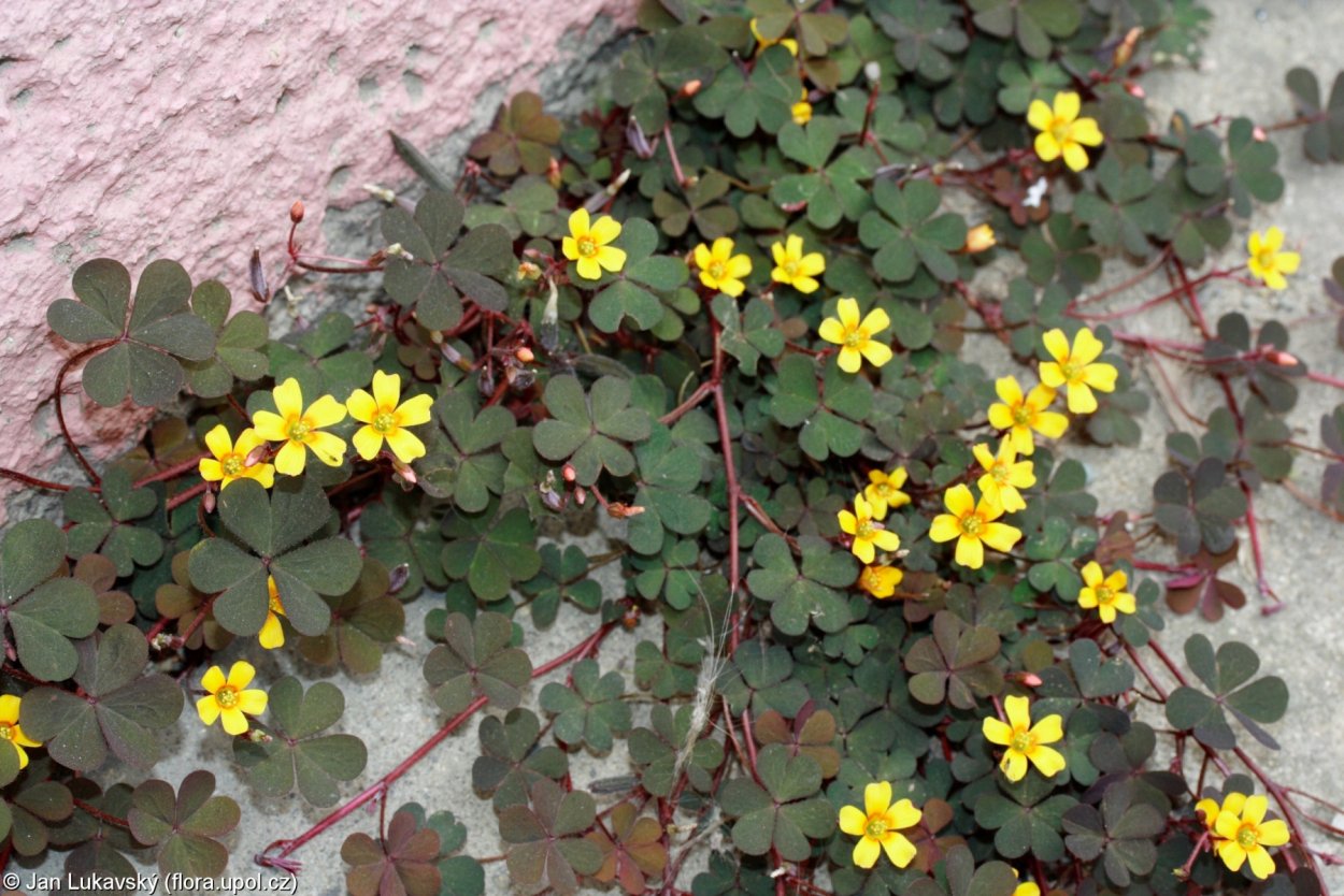 Гулявник сурепка