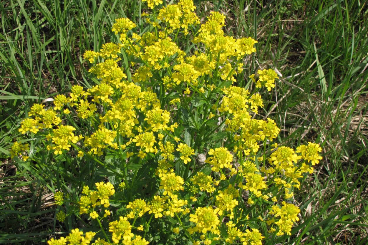 Сорняк цветет желтыми цветами