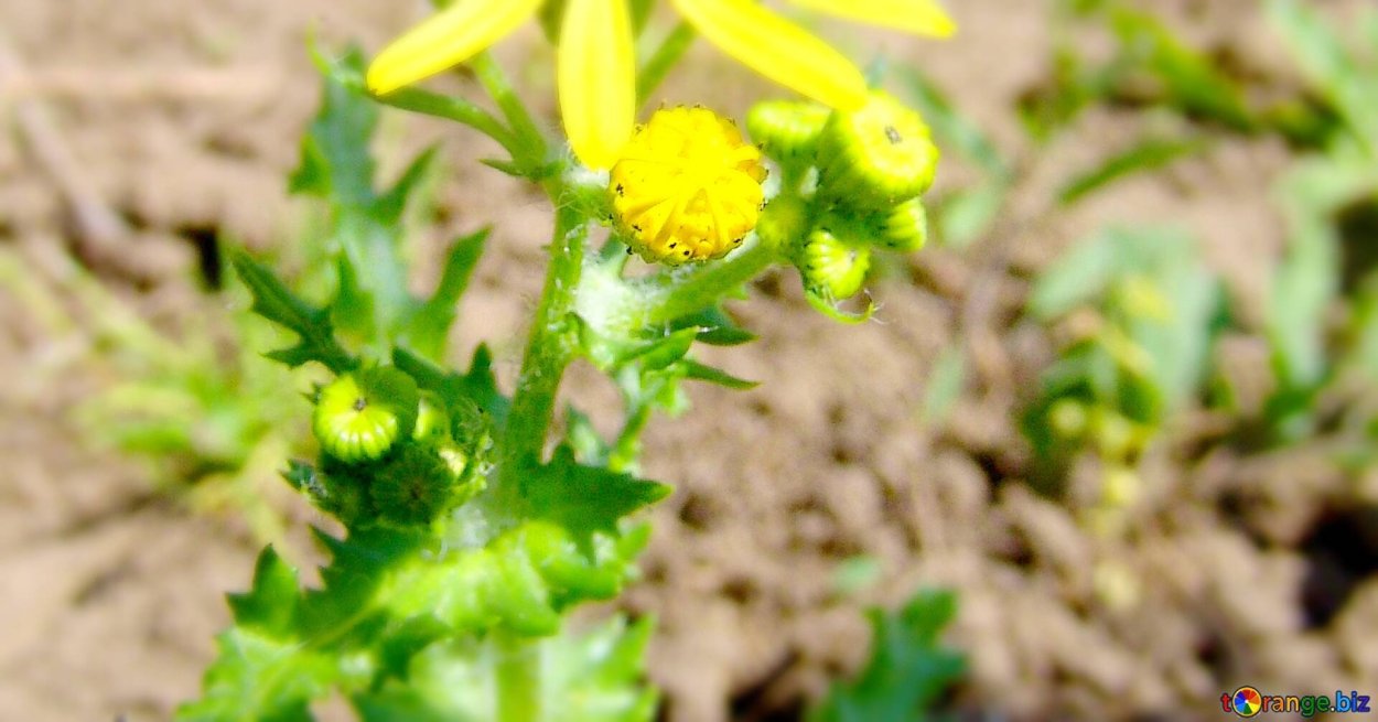 Трава Полевая стелющаяся