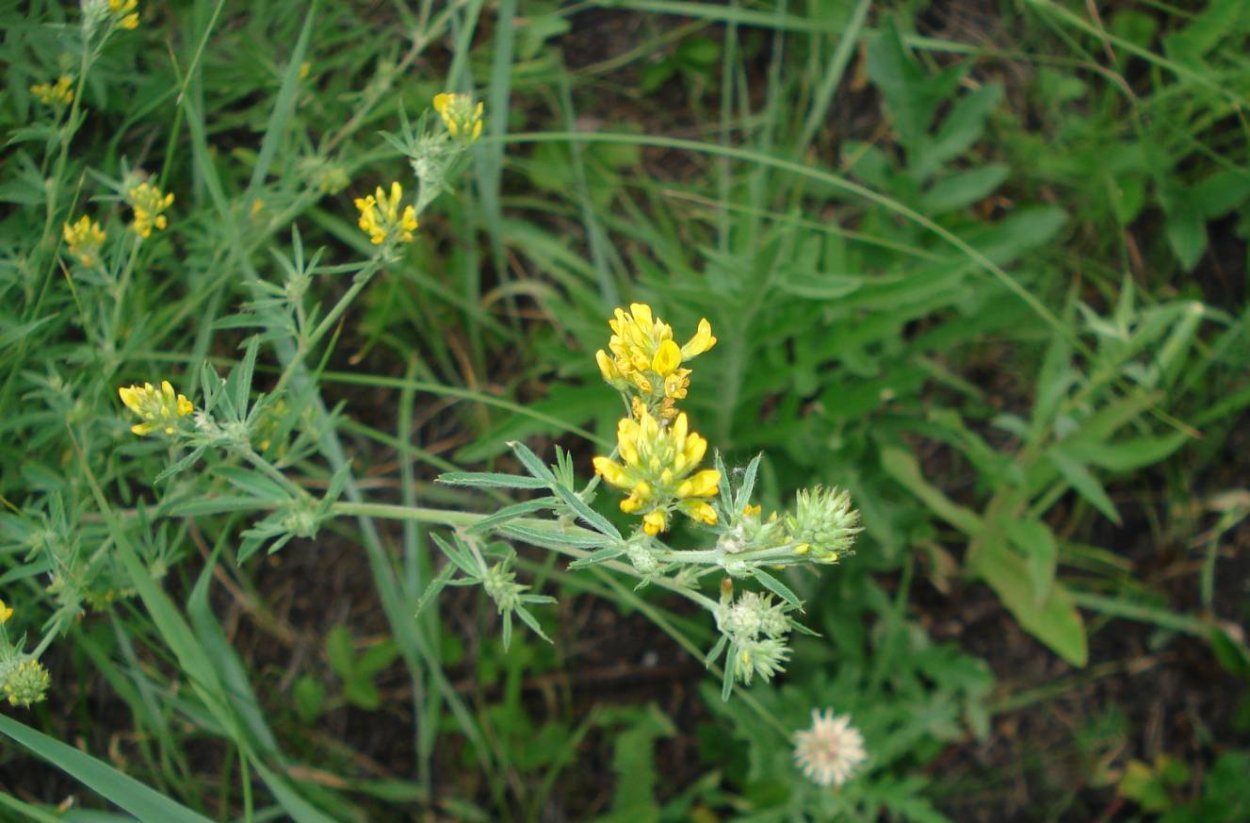 Клевер желтый ползучий мелкий