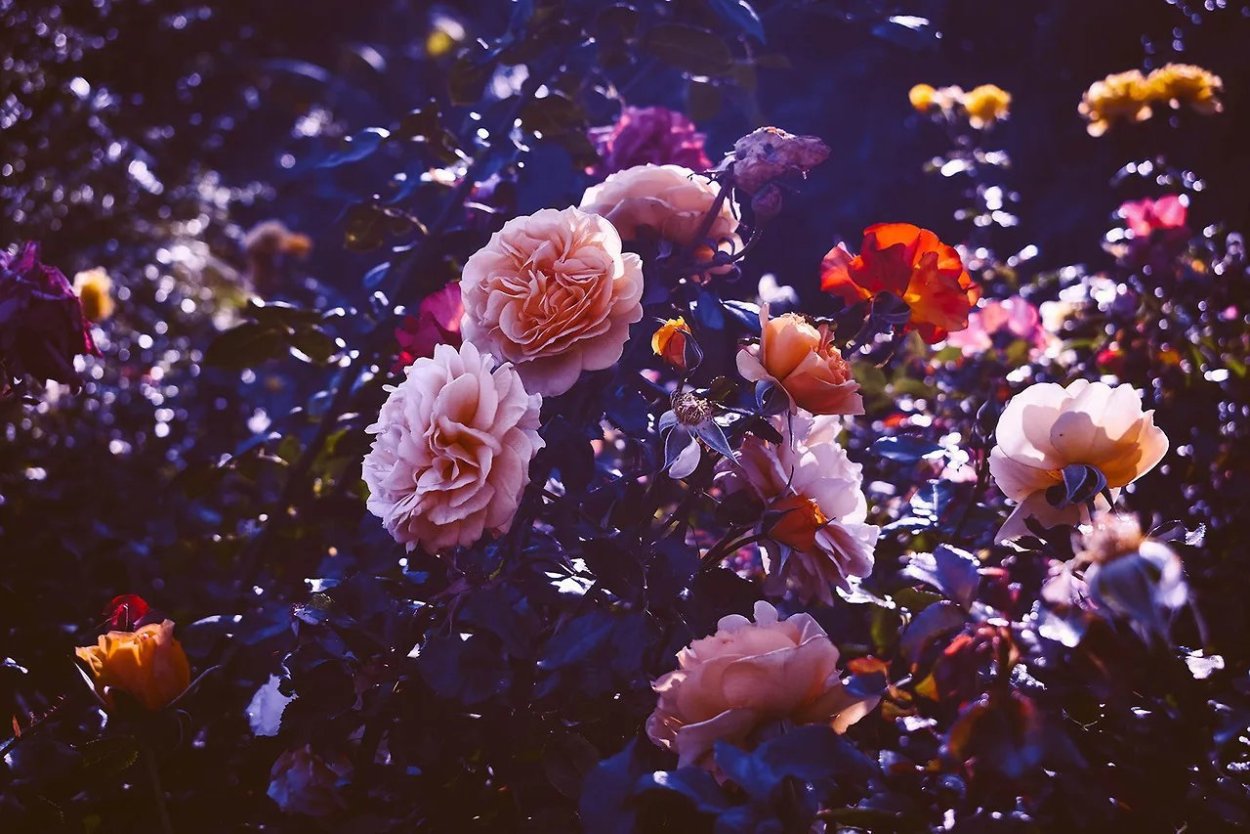 Сохр парень с розой