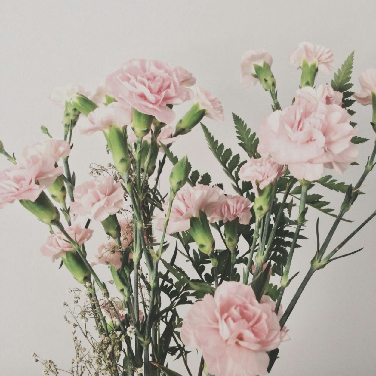 Гвоздика Корал риф