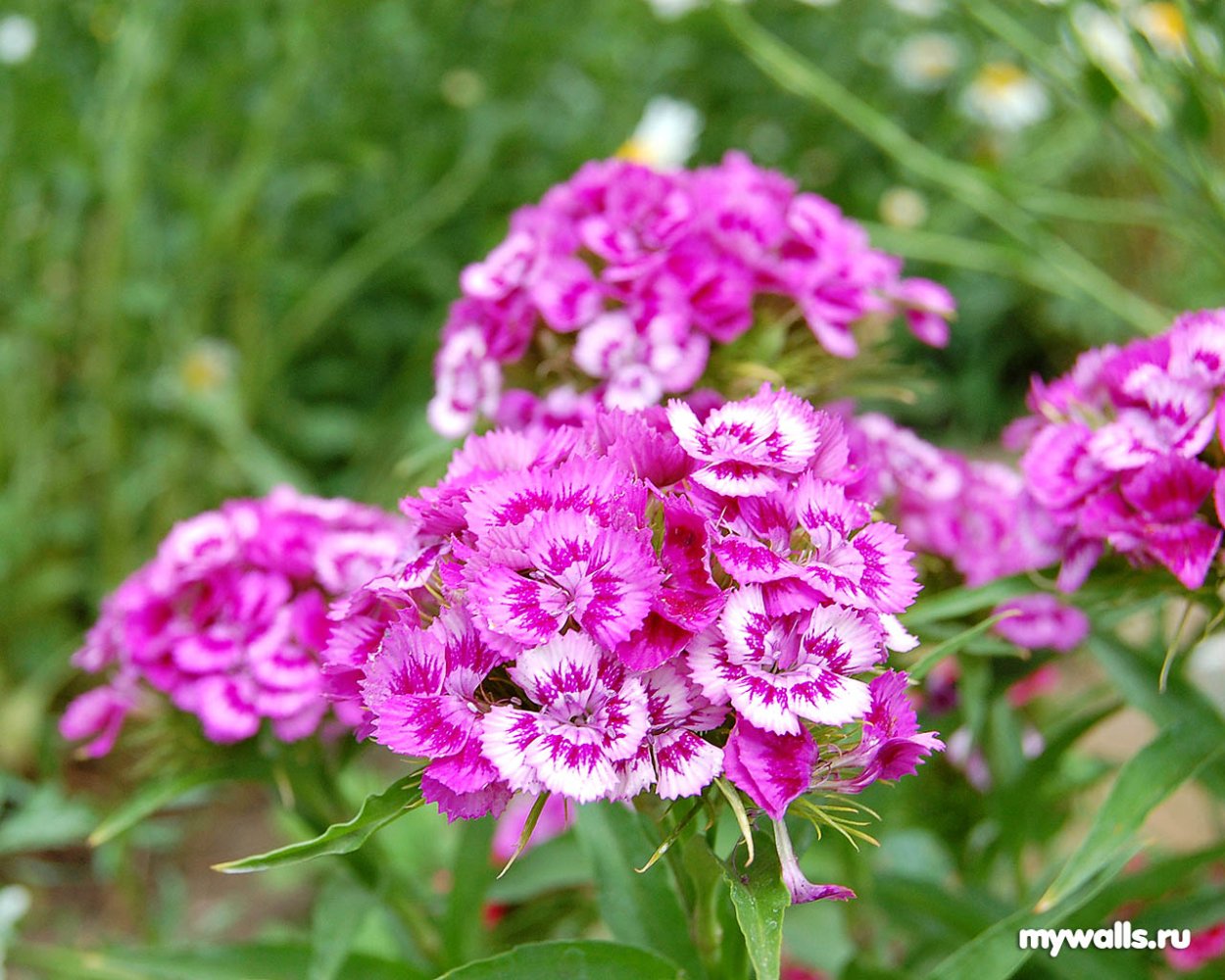 Гвоздика Шабо Эприкот