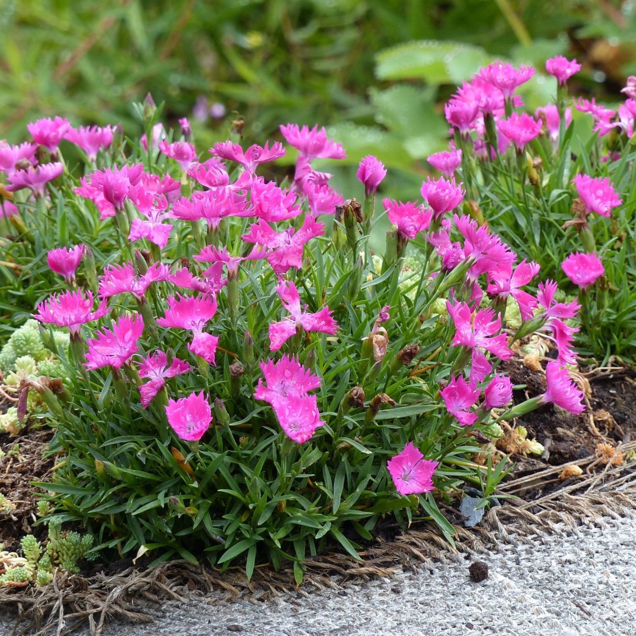 Гвоздика сизая Dianthus gratianopolitanus