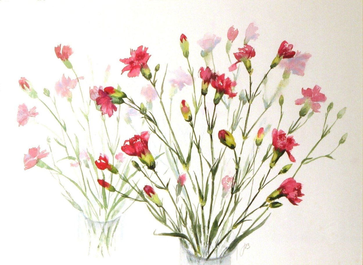 Гвоздика травянка стебель