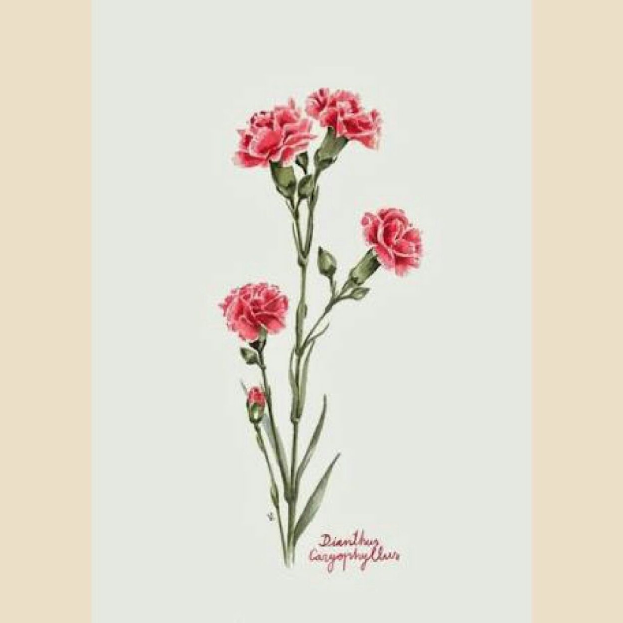 Гвоздика Альпийская Dianthus Alpinus