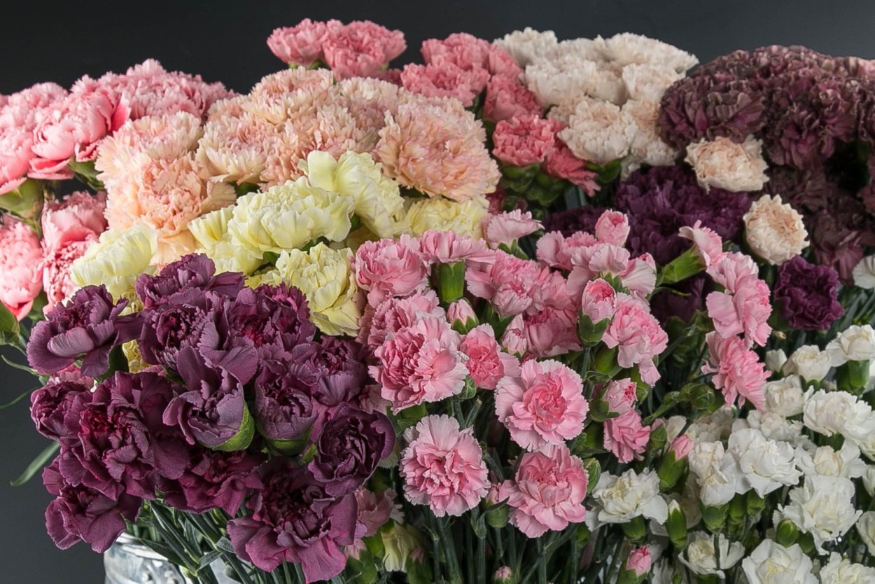 Гвоздика Dianthus caryophyllus