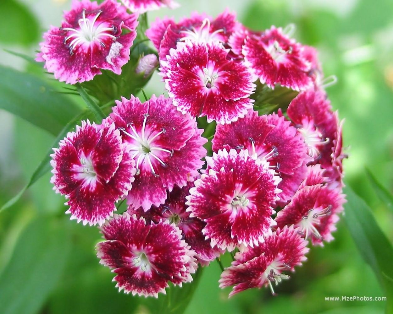 Гвоздика травянка