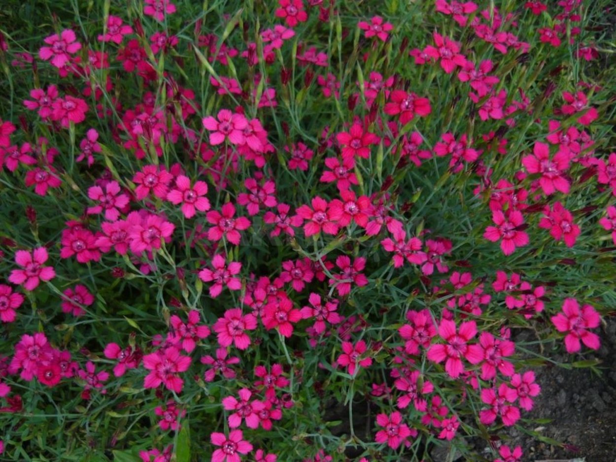 Эстетика красного и белого