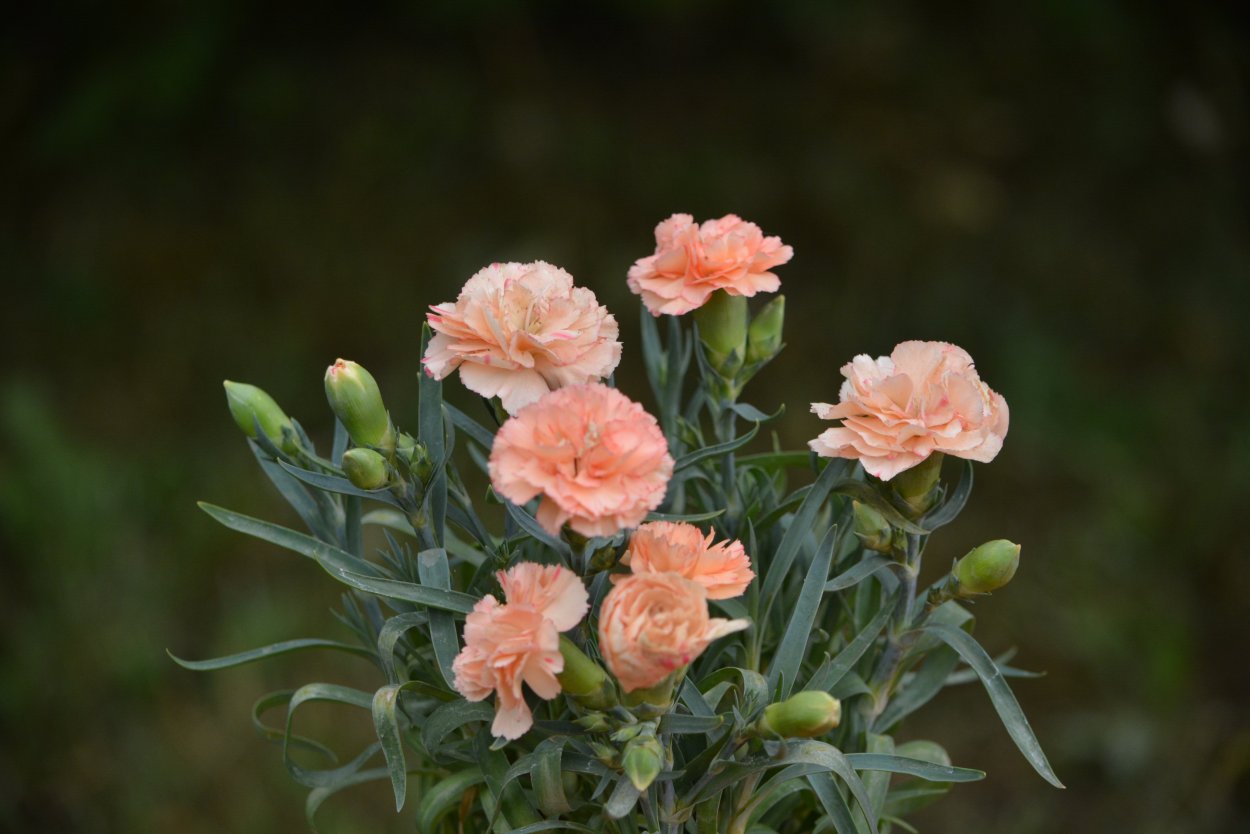 Гвоздика Корал риф