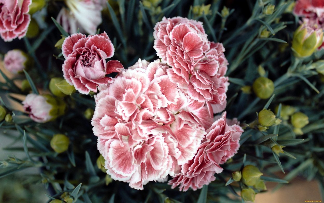 Турецкая гвоздика цветок многолетник