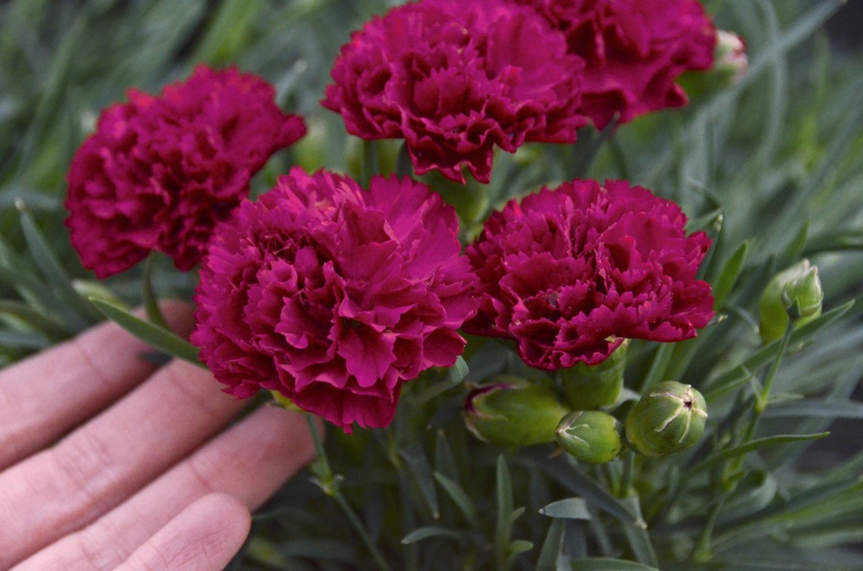 Гвоздика Садовая Баэнигна