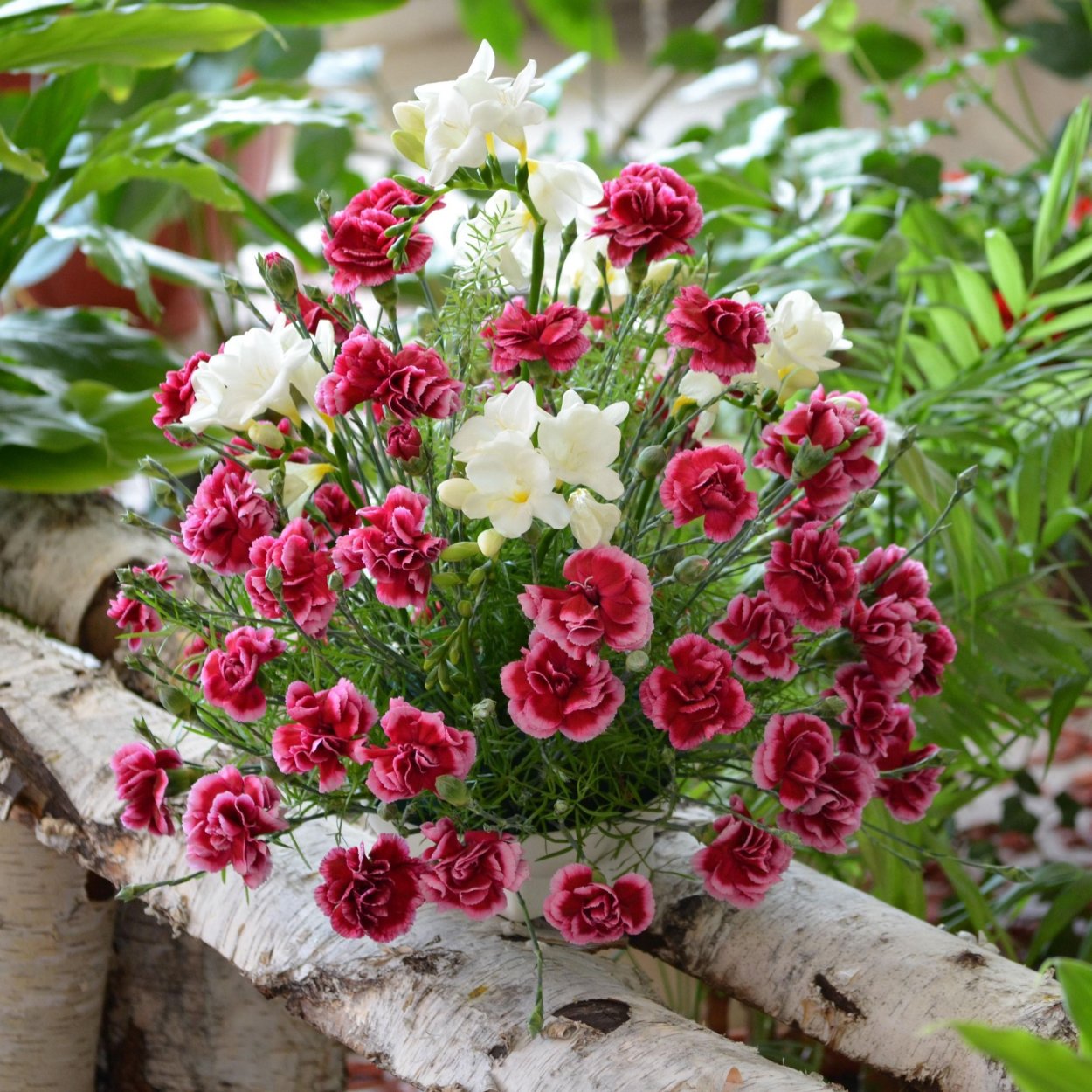 Блэк Молли Диантус семена